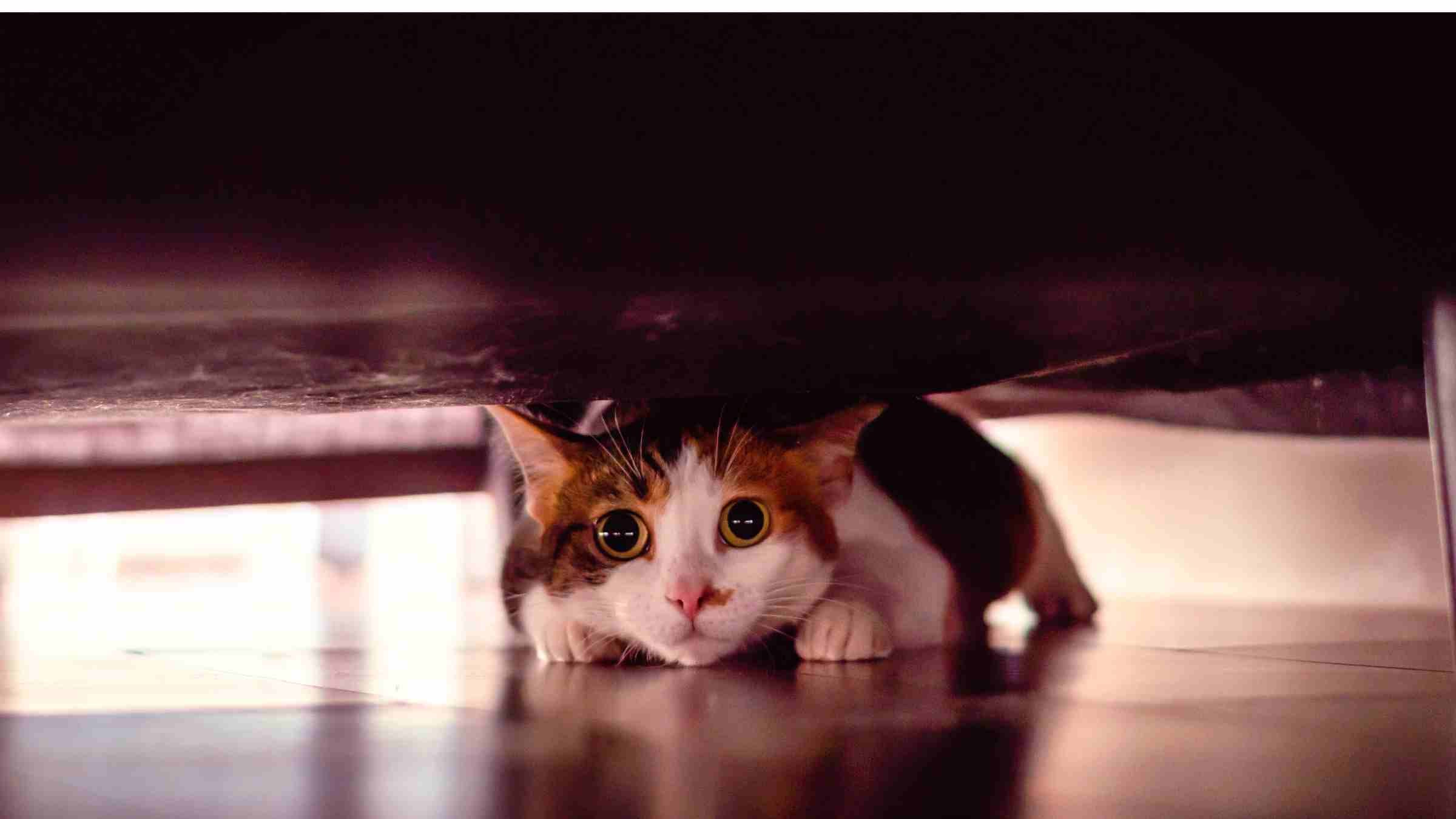 8 ways stress affects your cat's health and what you can do about it. Scared cat hiding under sofa.