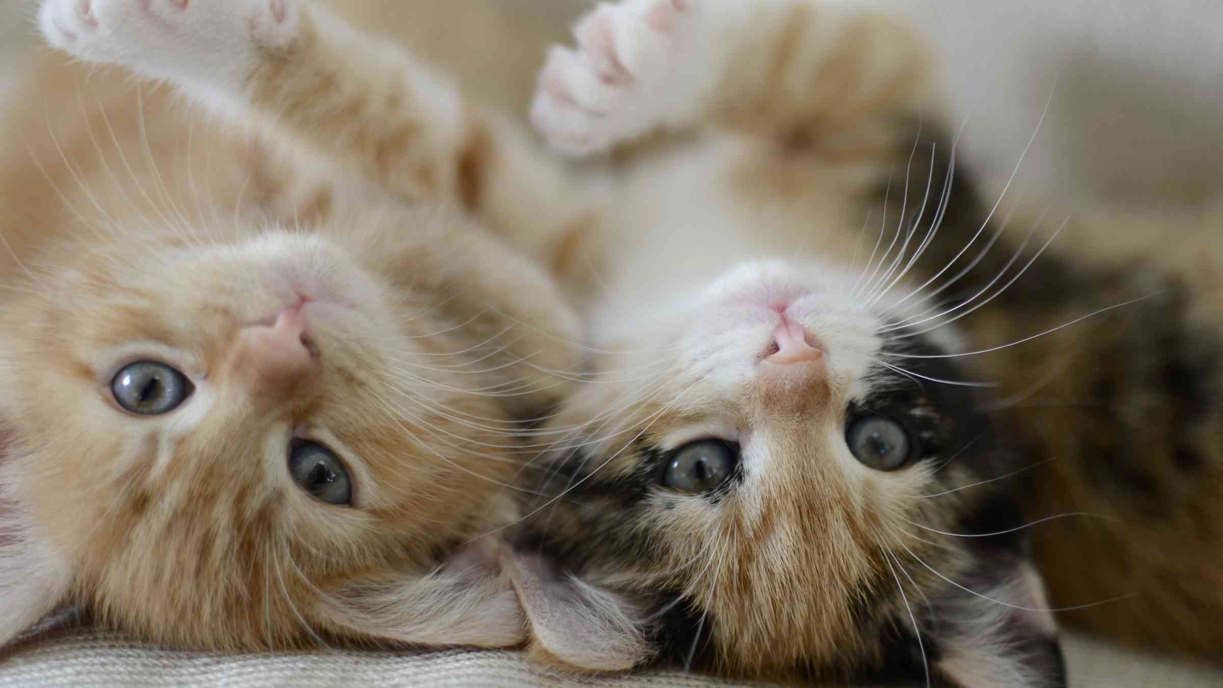 Caring for kittens: How to raise happy, healthy kittens