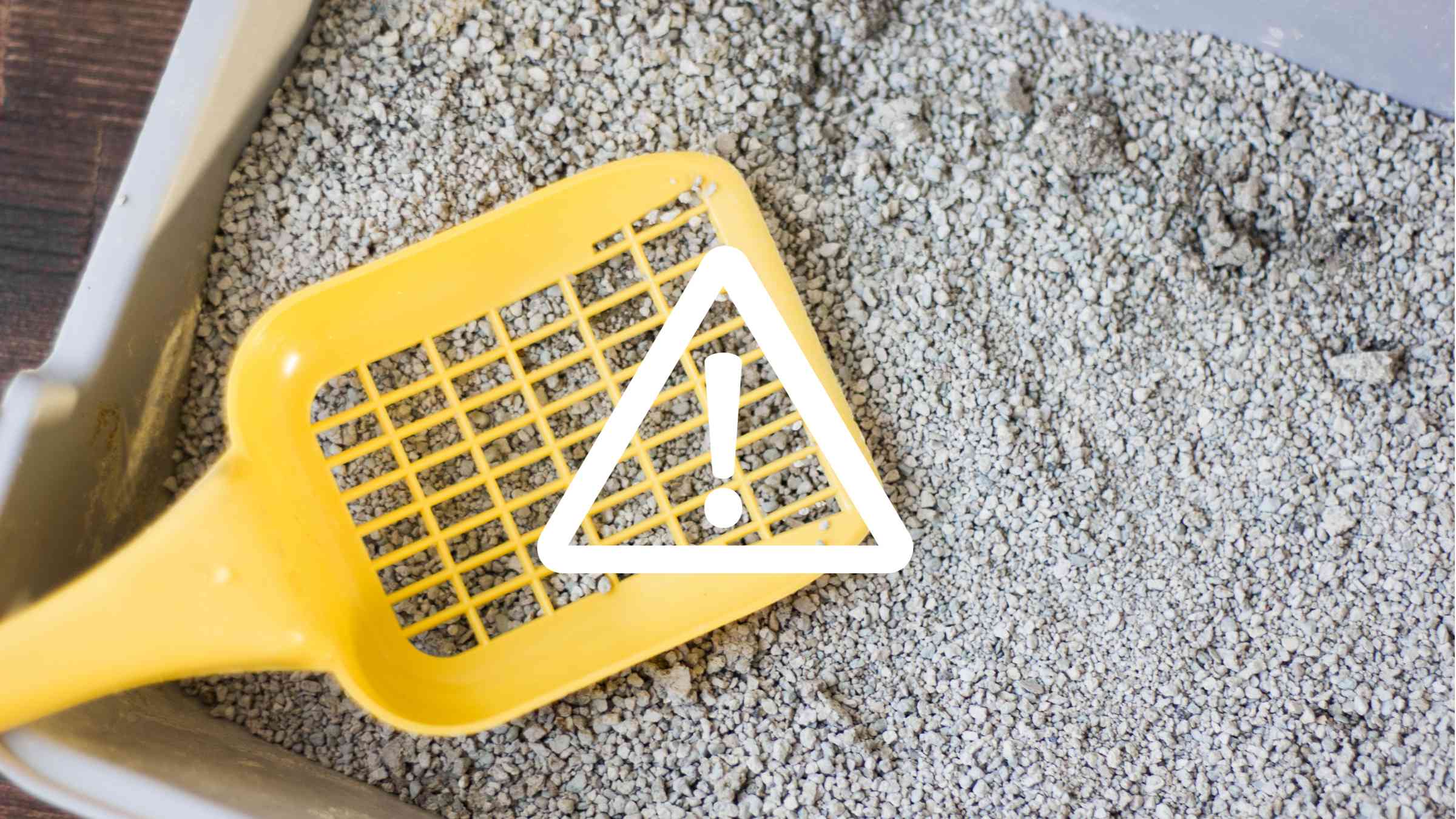 Can a Dirty Litter Box Kill a Cat: Shocking Health Risks Revealed