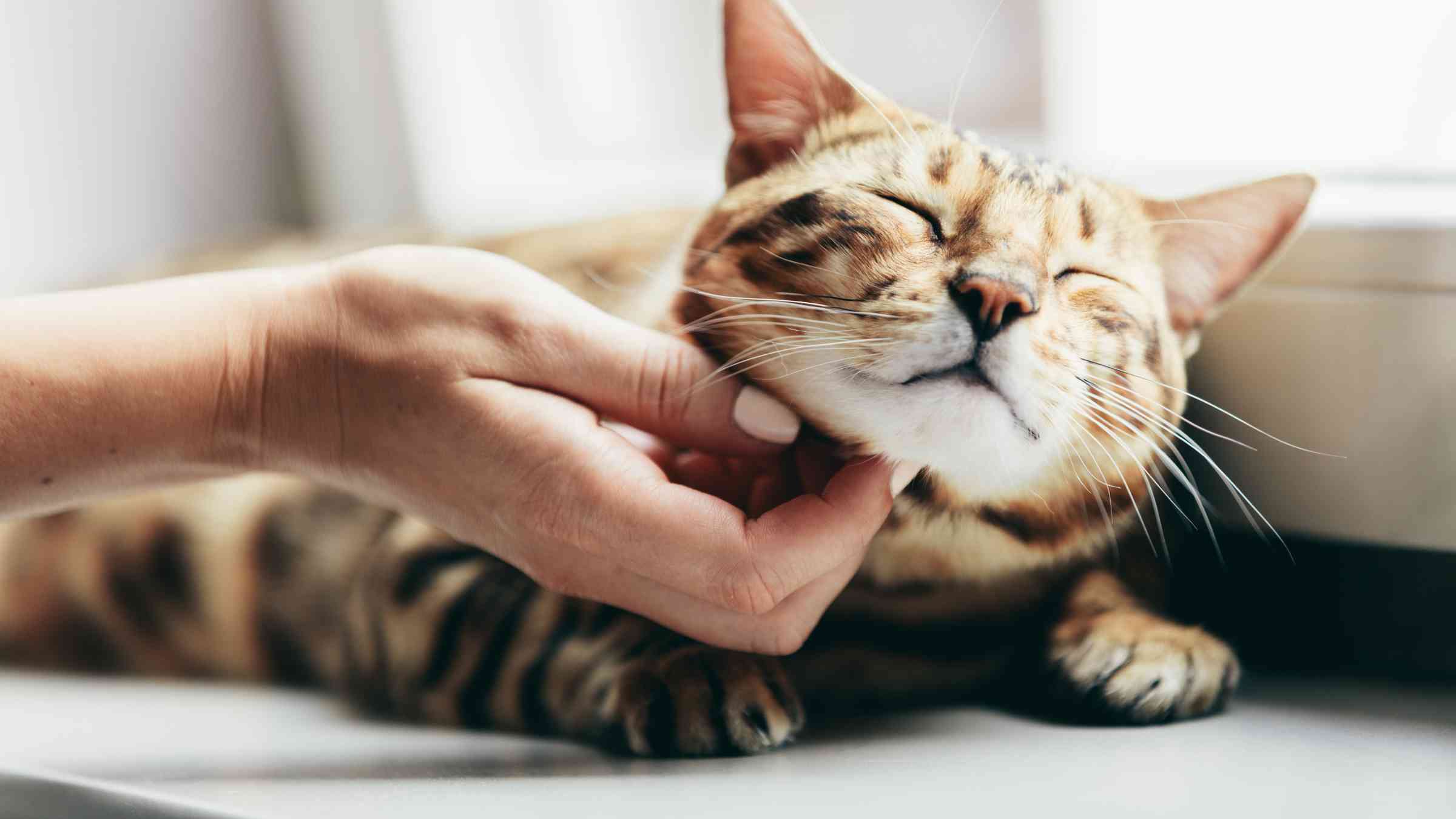 How to raise a well-adjusted cat