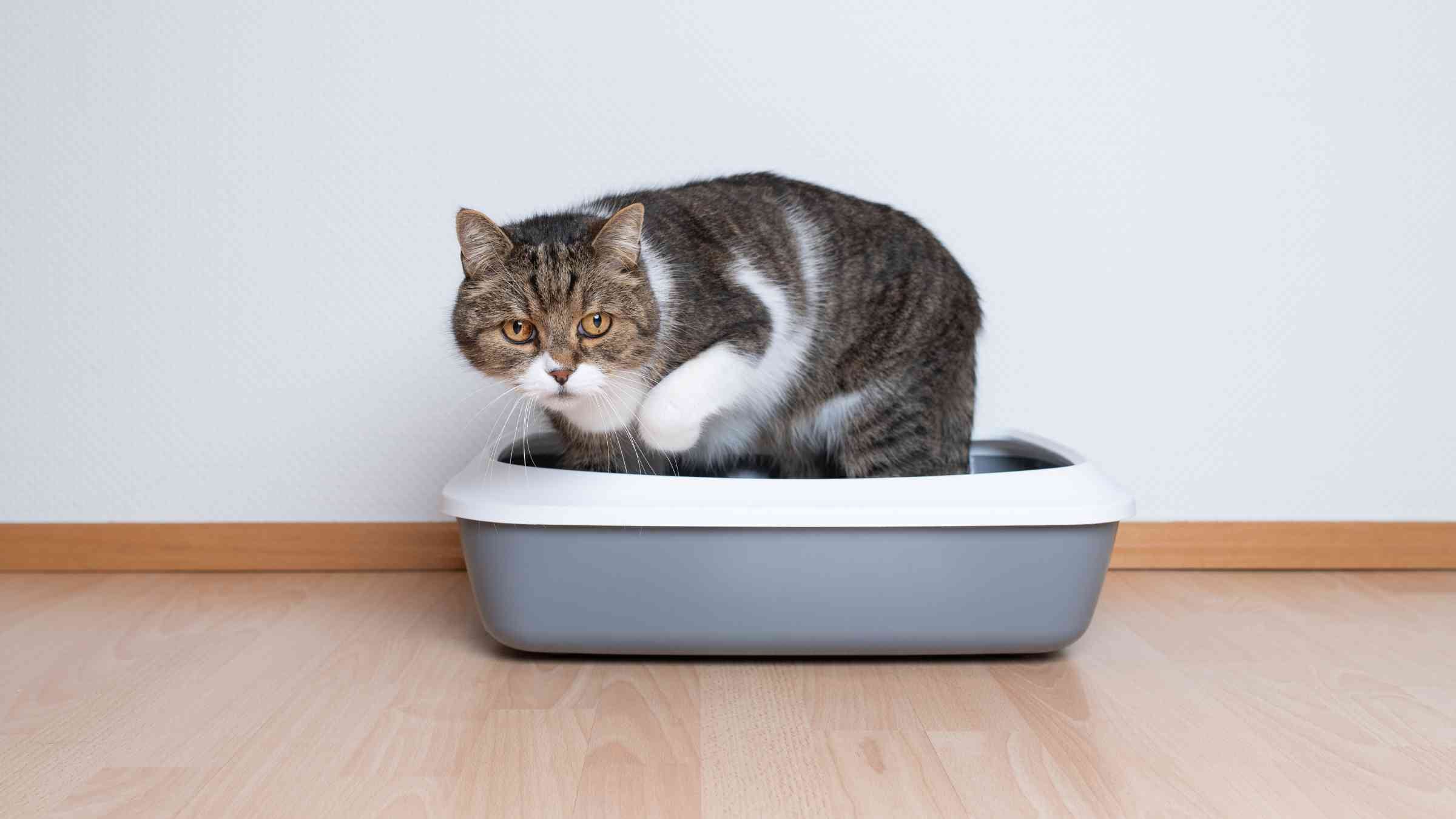 How to make cat use new litter box shop