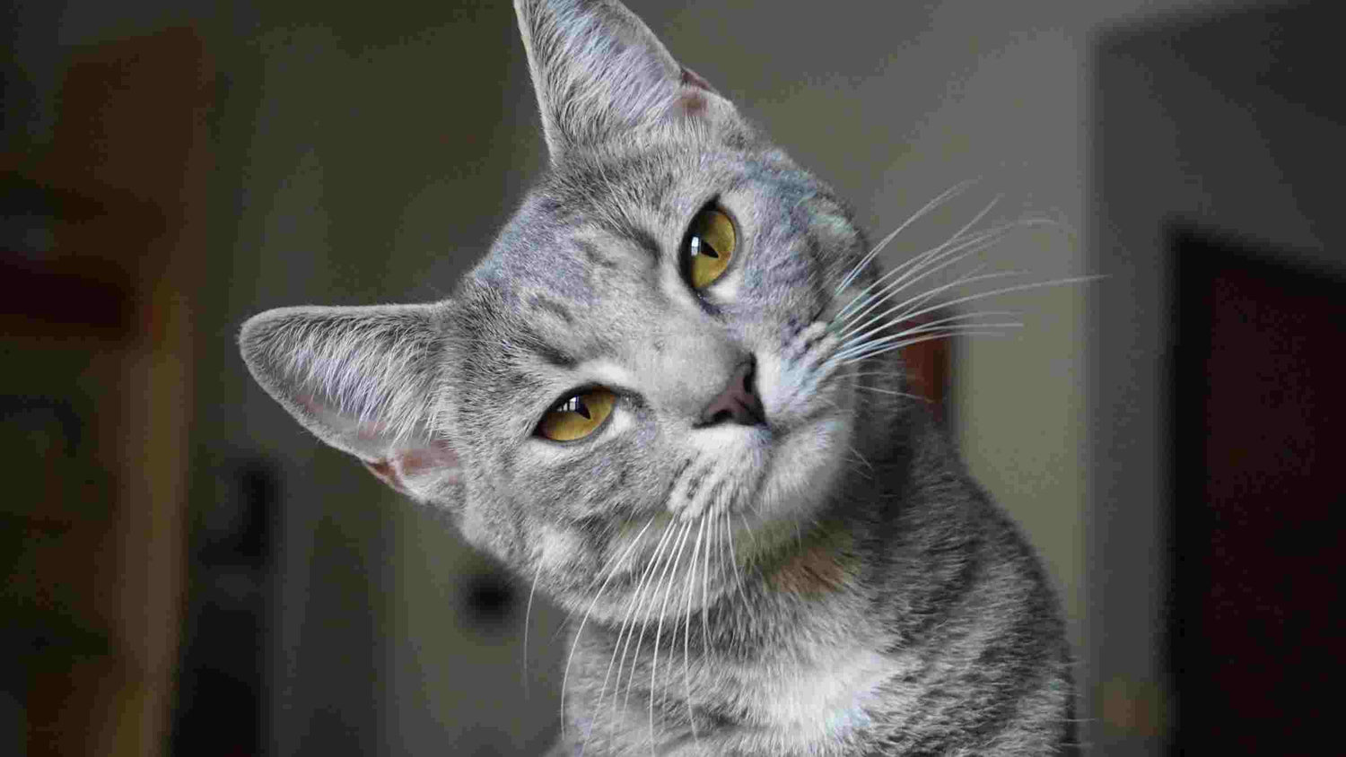 Cat looking confused. How to support cat liver health.