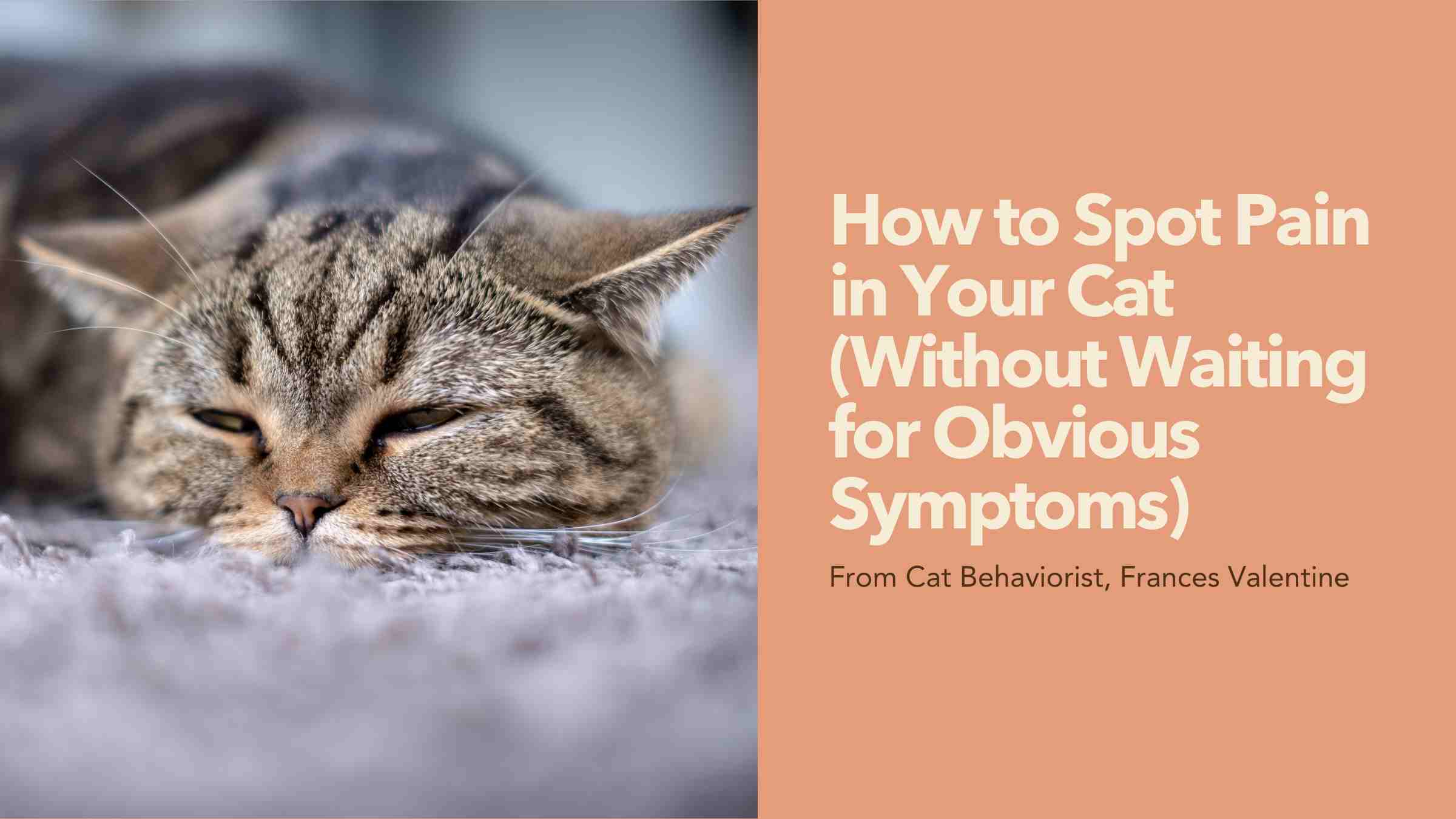 How to Spot Pain in Your Cat (Without Waiting for Obvious Symptoms) with Cat Behaviorist Frances Valentine