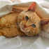 Big orange cat laying down looking at the camera