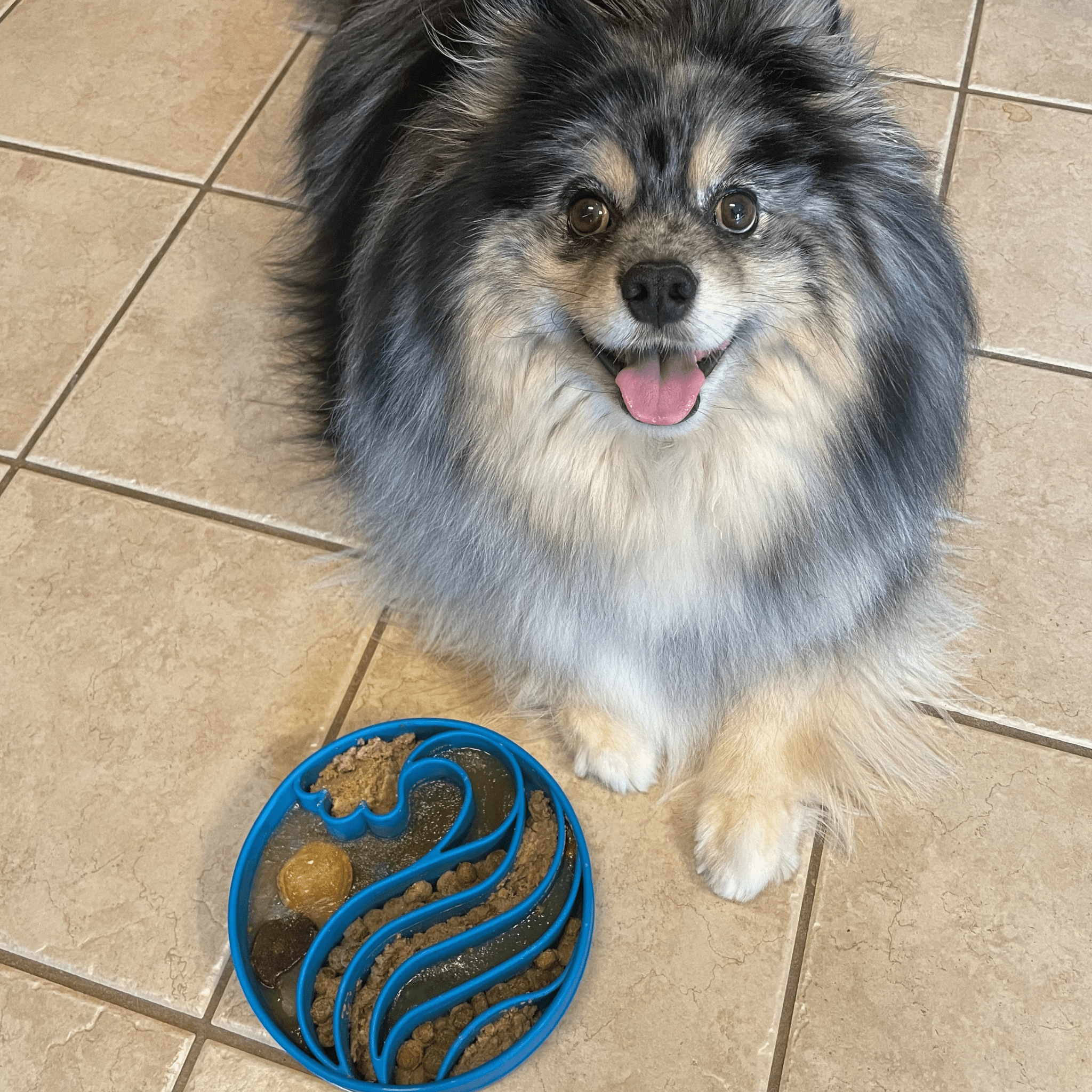 Slow Feeder Bowls for Cats | Made in the USA, Dishwasher-Safe & Non-Toxic