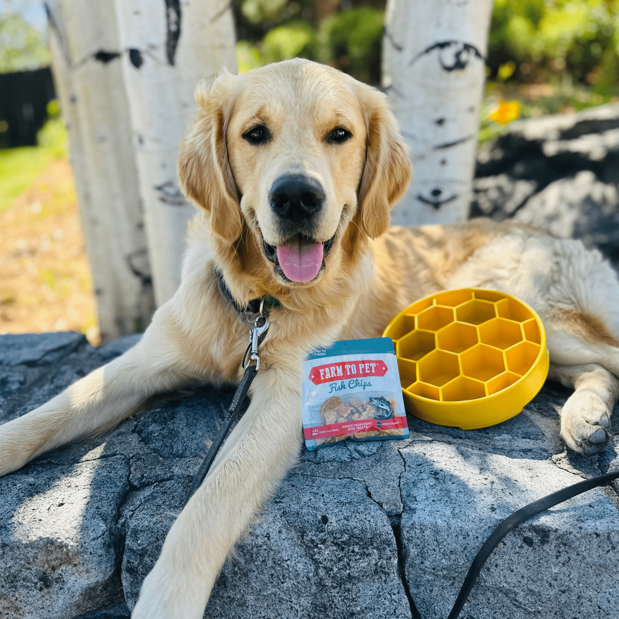 Slow Feeder Bowls for Cats | Made in the USA, Dishwasher-Safe & Non-Toxic