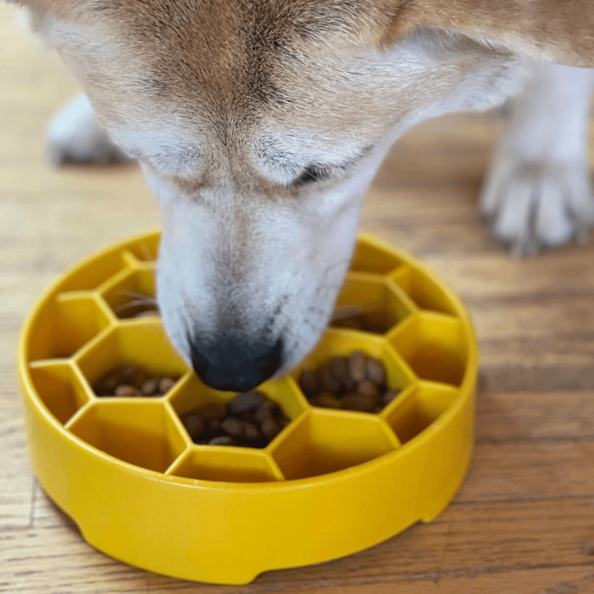 Holiday Slow Feeder Bowls for Cats | Made in the USA, Dishwasher-Safe & Non-Toxic