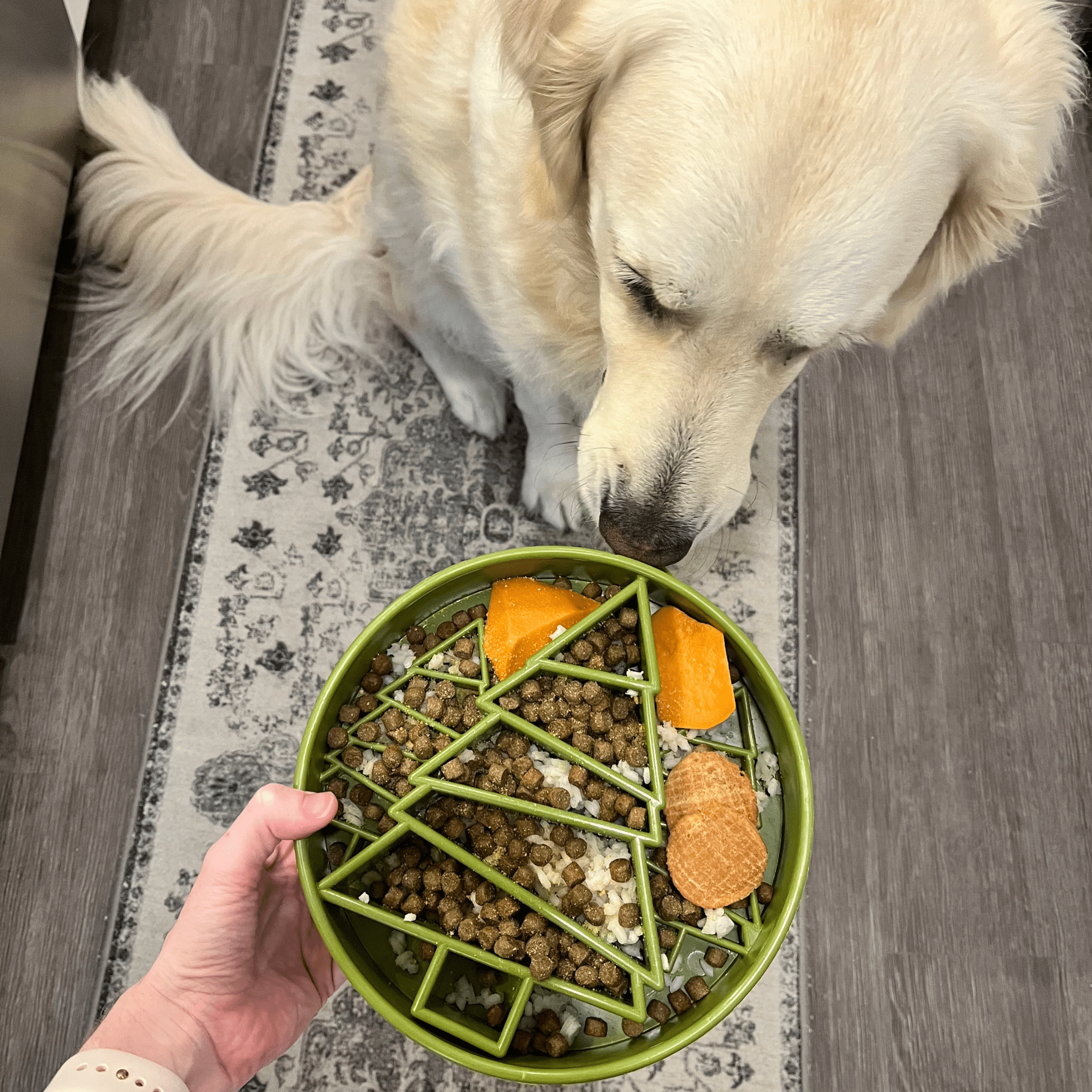 Slow Feeder Bowls for Cats | Made in the USA, Dishwasher-Safe & Non-Toxic