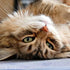 Fluffy tabby cat looking at the camera