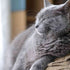 Grey cat sleeping