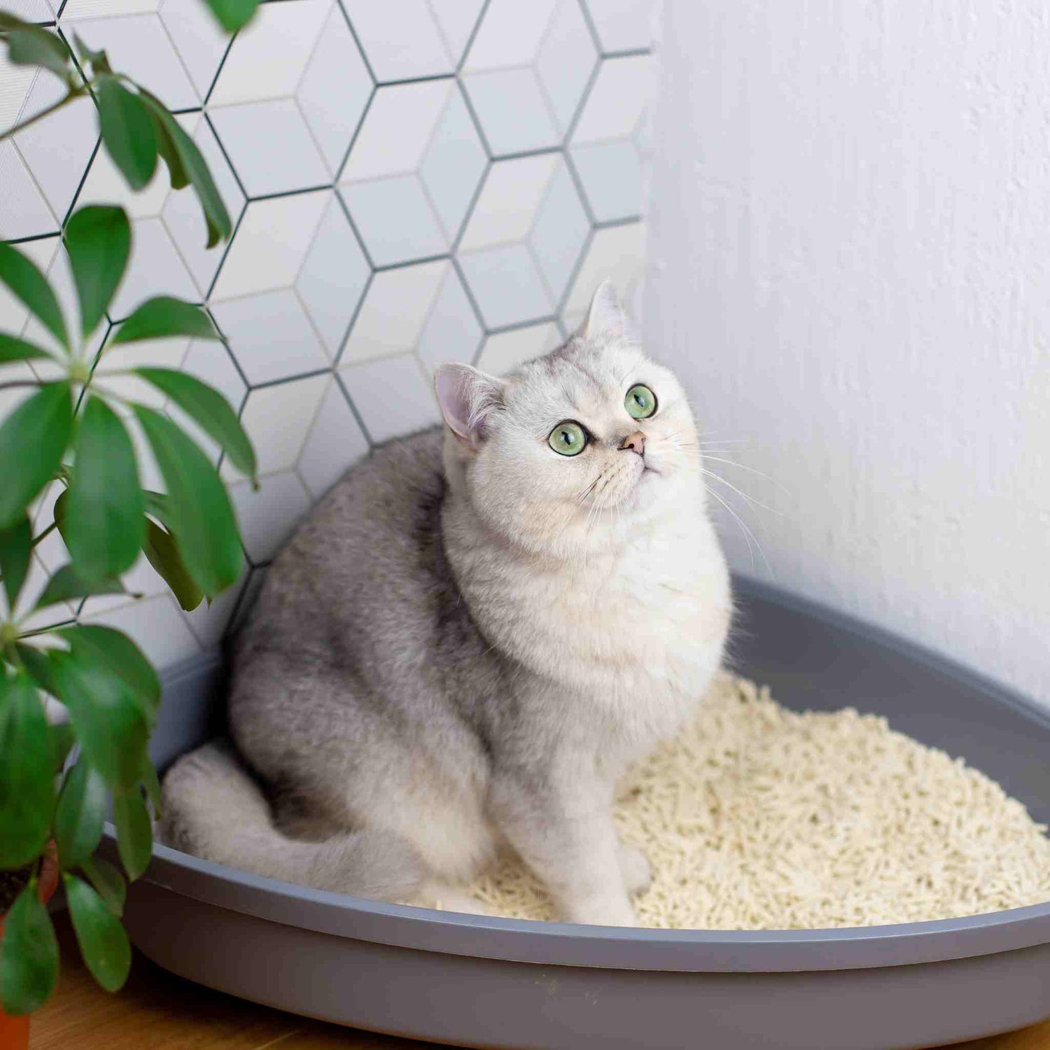 adult grey cat sitting in a litter box filled with soykitty's all-natural, plant-based unscented cat litter