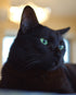 black cat with green eyes laying down