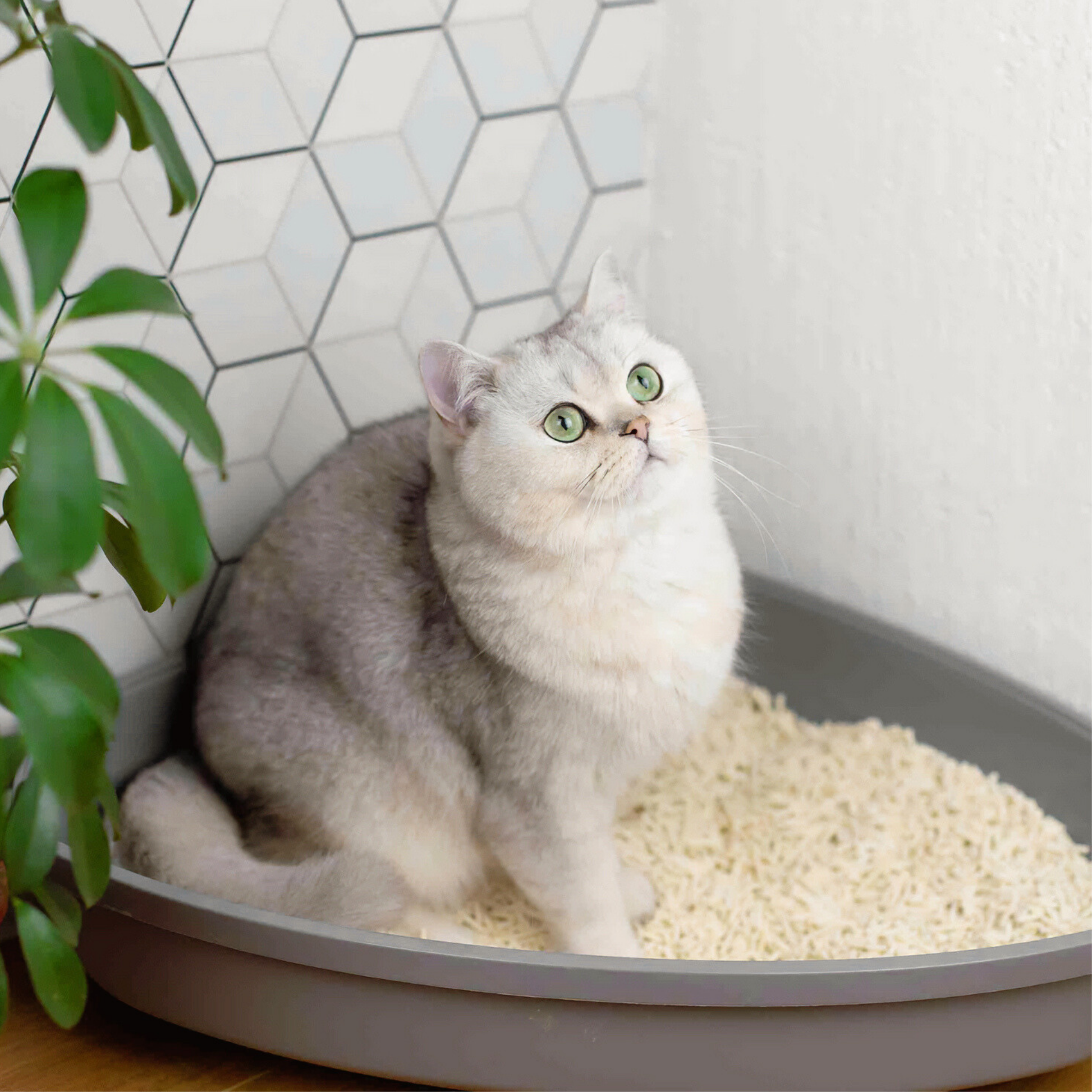All-Natural, Non-Toxic Plant-Based Cat Litter