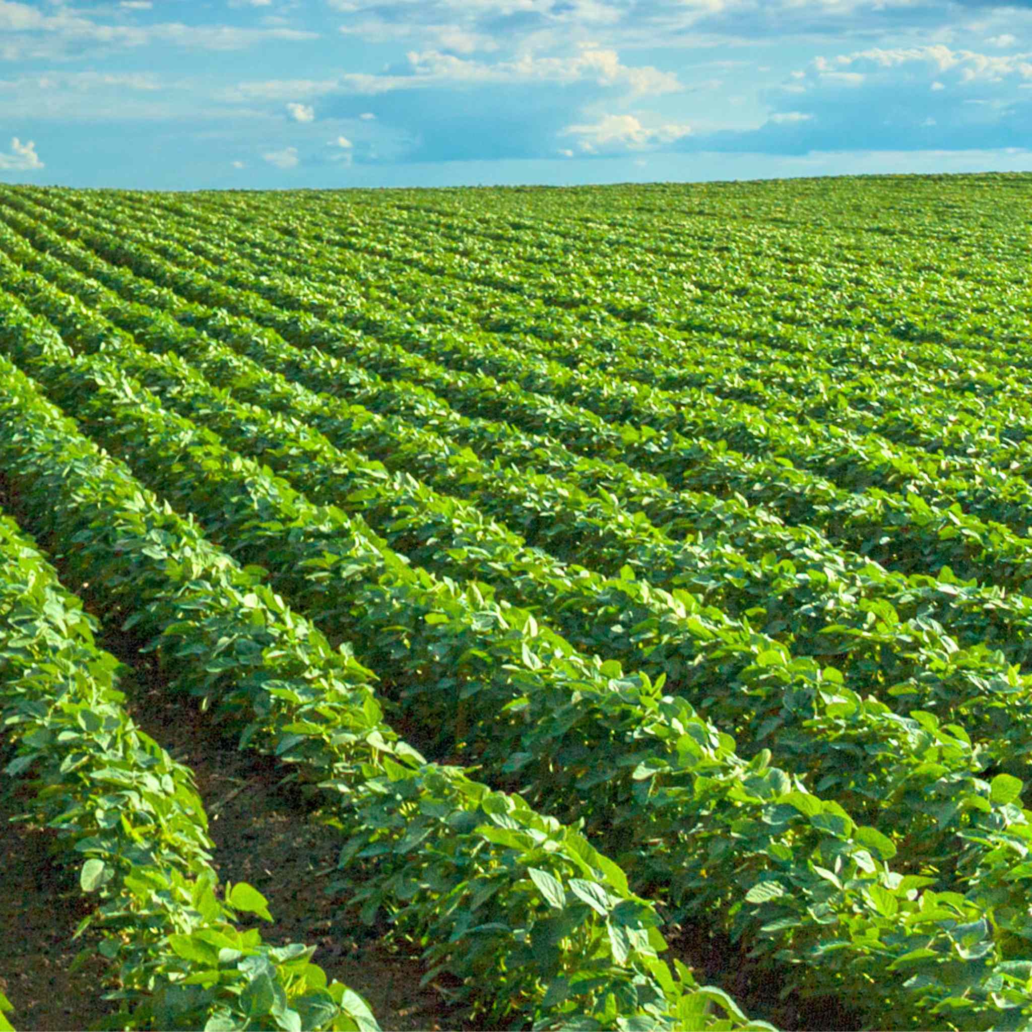 Soybean field in summer: the sustainable source of plant-based cat litter for eco-conscious pet owners