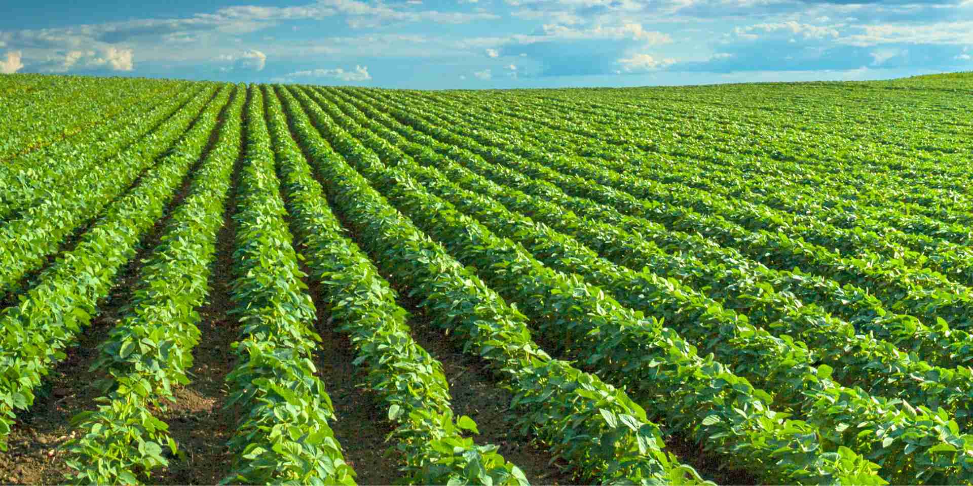 Soybean field in summer: the sustainable source of plant-based cat litter for eco-conscious pet owners