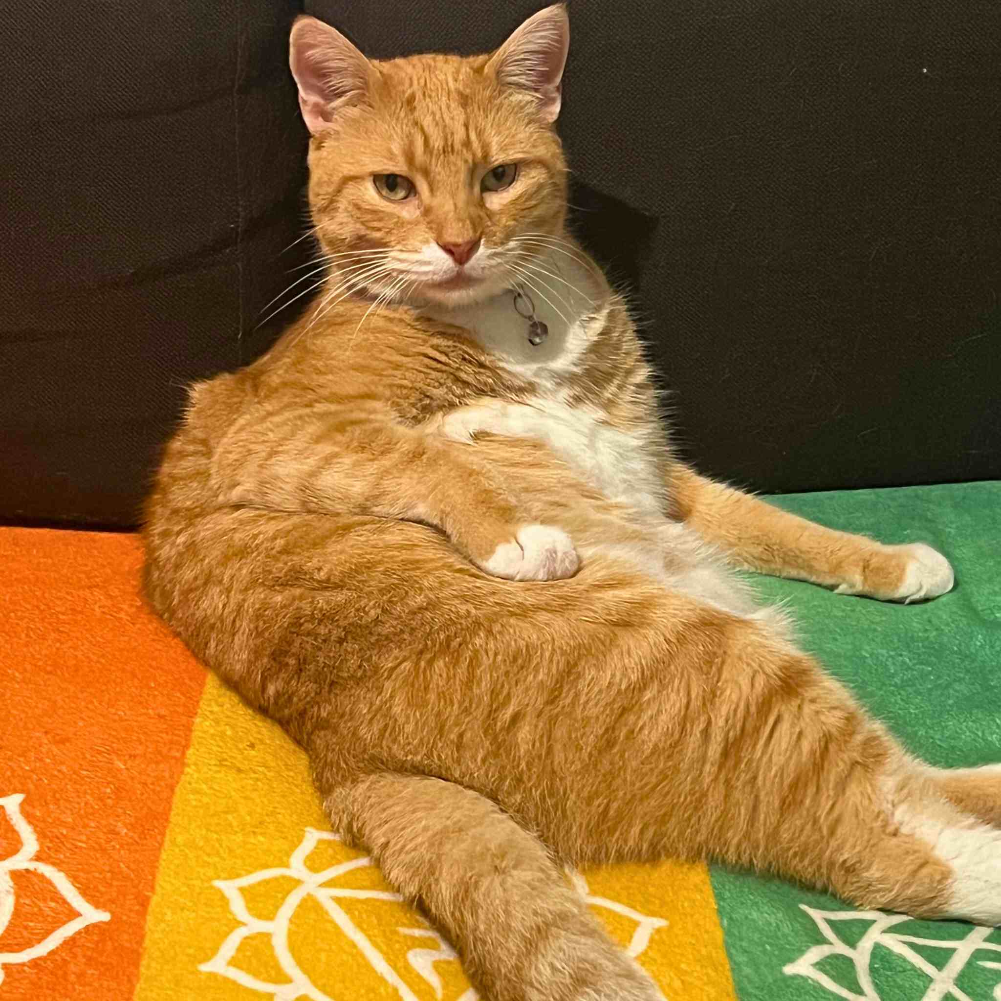 Ginger cat sitting comfortably on the yellow chakra section of the healing blanket, absorbing positive energy and warmth.