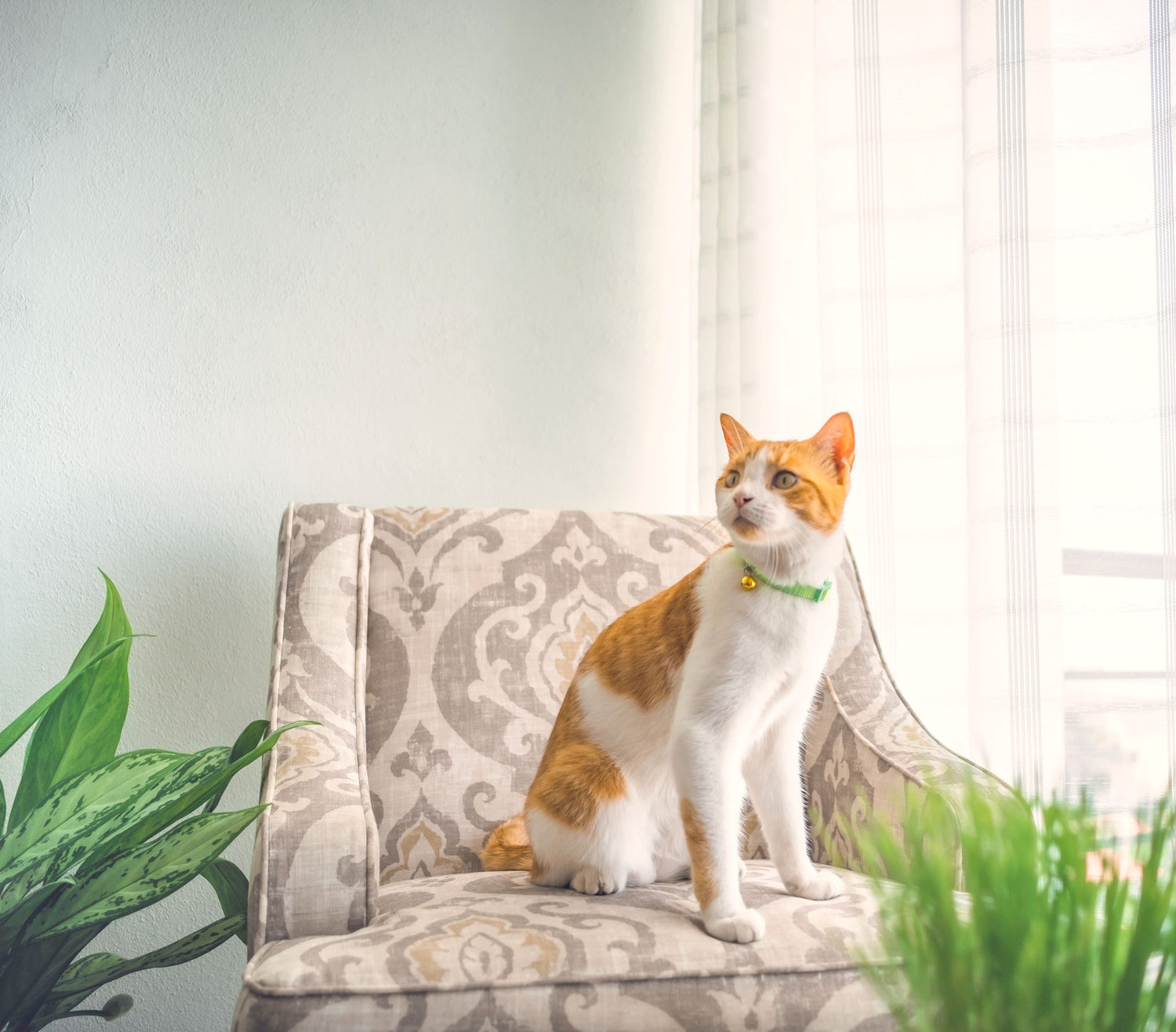beautiful ginger and white female cat sitting on a sofa in a beautiful, fresh-smelling home thanks to SoyKitty's powerful odor neutralizing capabilities.