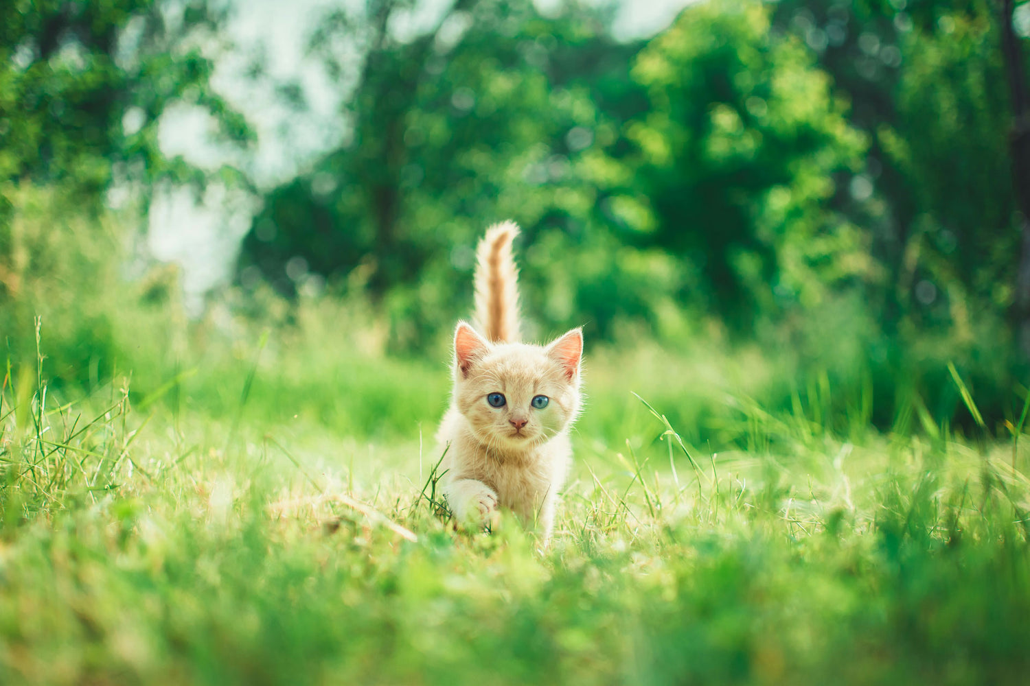 Cute ginger kitten walking outside in lush green environment. SoyKitty is biodegradable, compostable, and made of repurposed waste product. It's better for the environment.