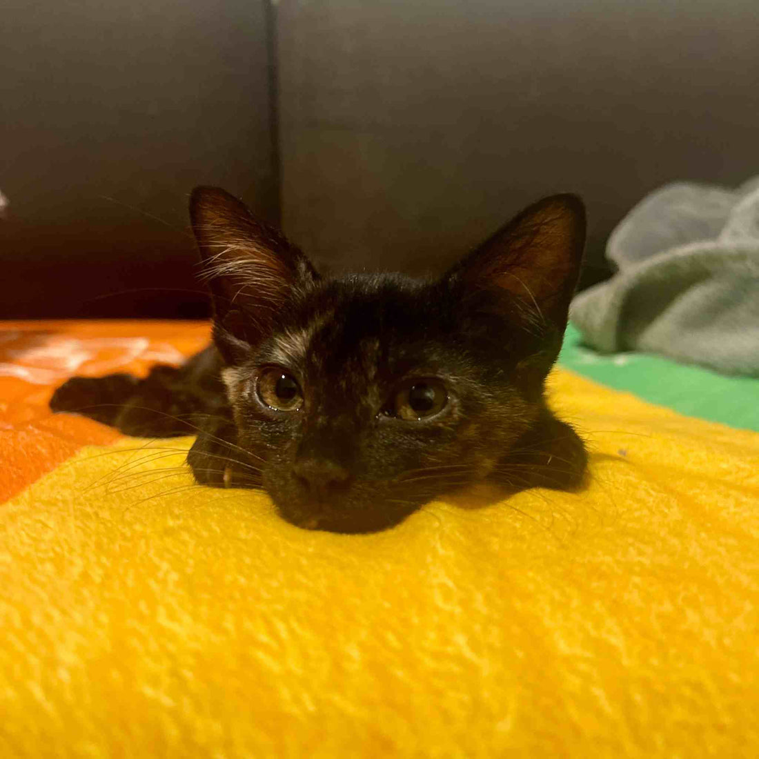 Tortie kitten lying on the yellow chakra section of the healing blanket, enjoying the calming effects of color therapy.