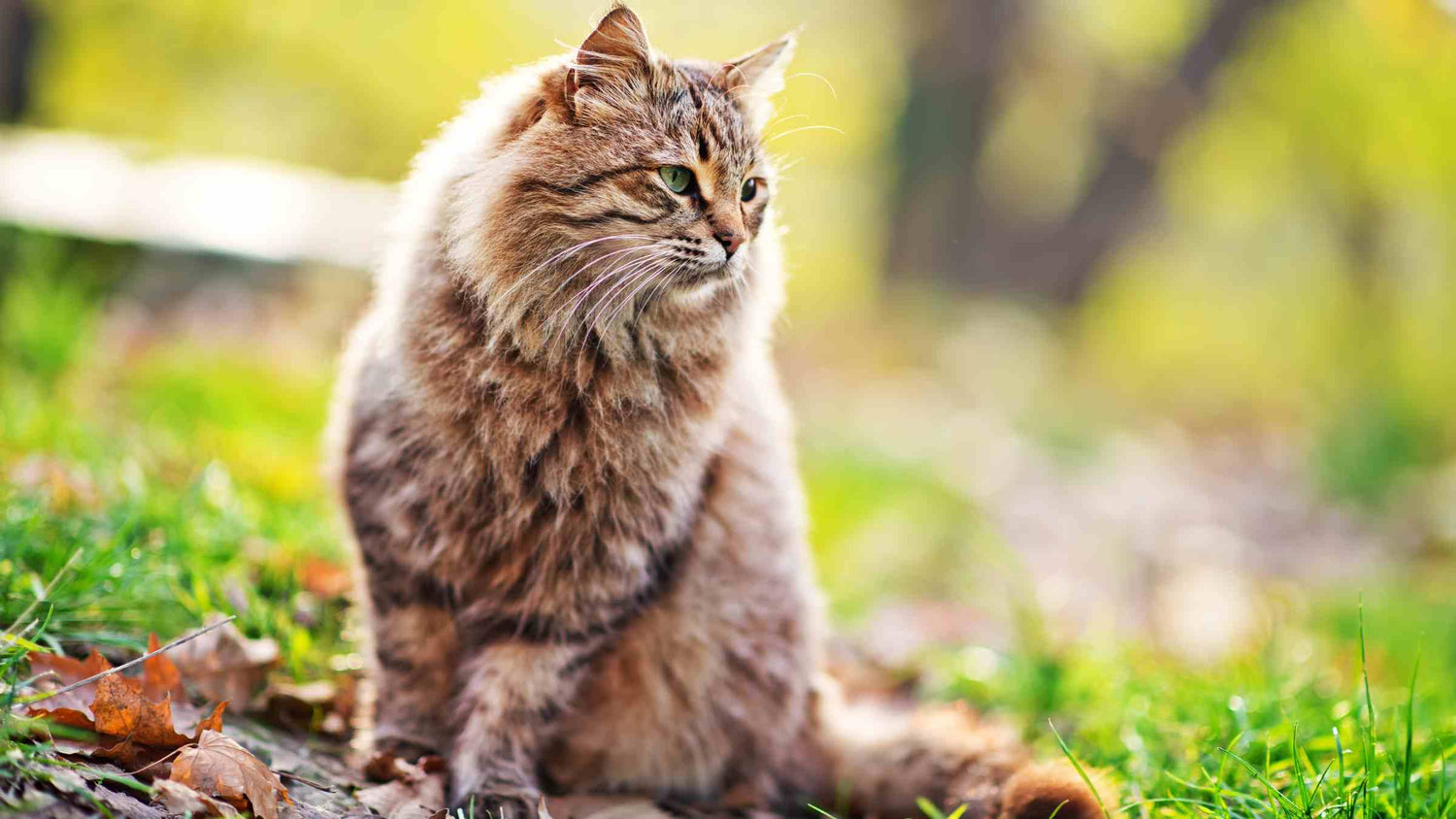 Fluffy tabby cat outside in a natural environment, showing natural, holistic ways to heal your cat.