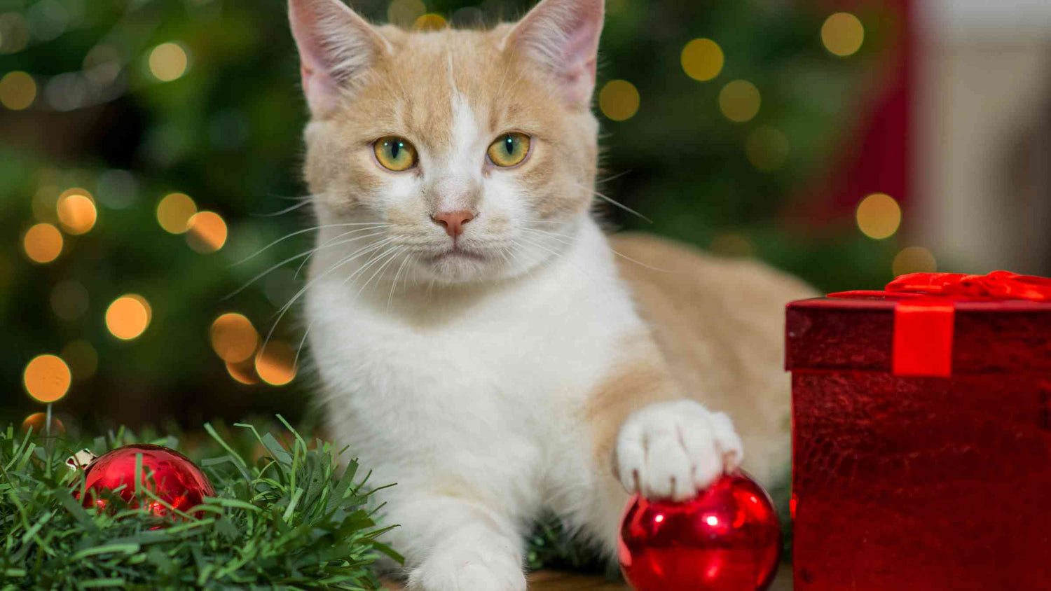 7 Out-of-the-Box Ways Cat Parents Can Give Back this Holiday Season