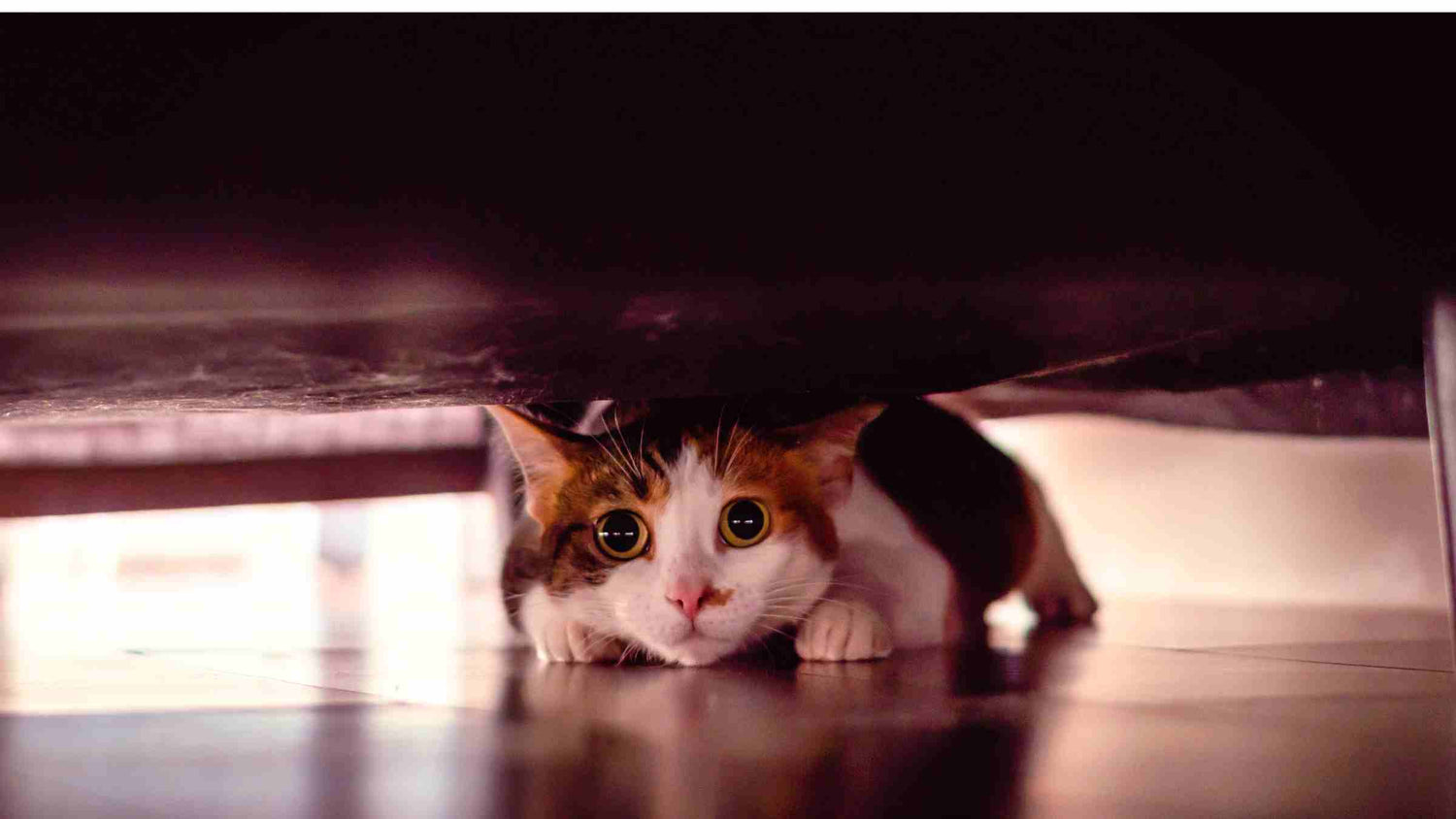 8 ways stress affects your cat's health and what you can do about it. Scared cat hiding under sofa.
