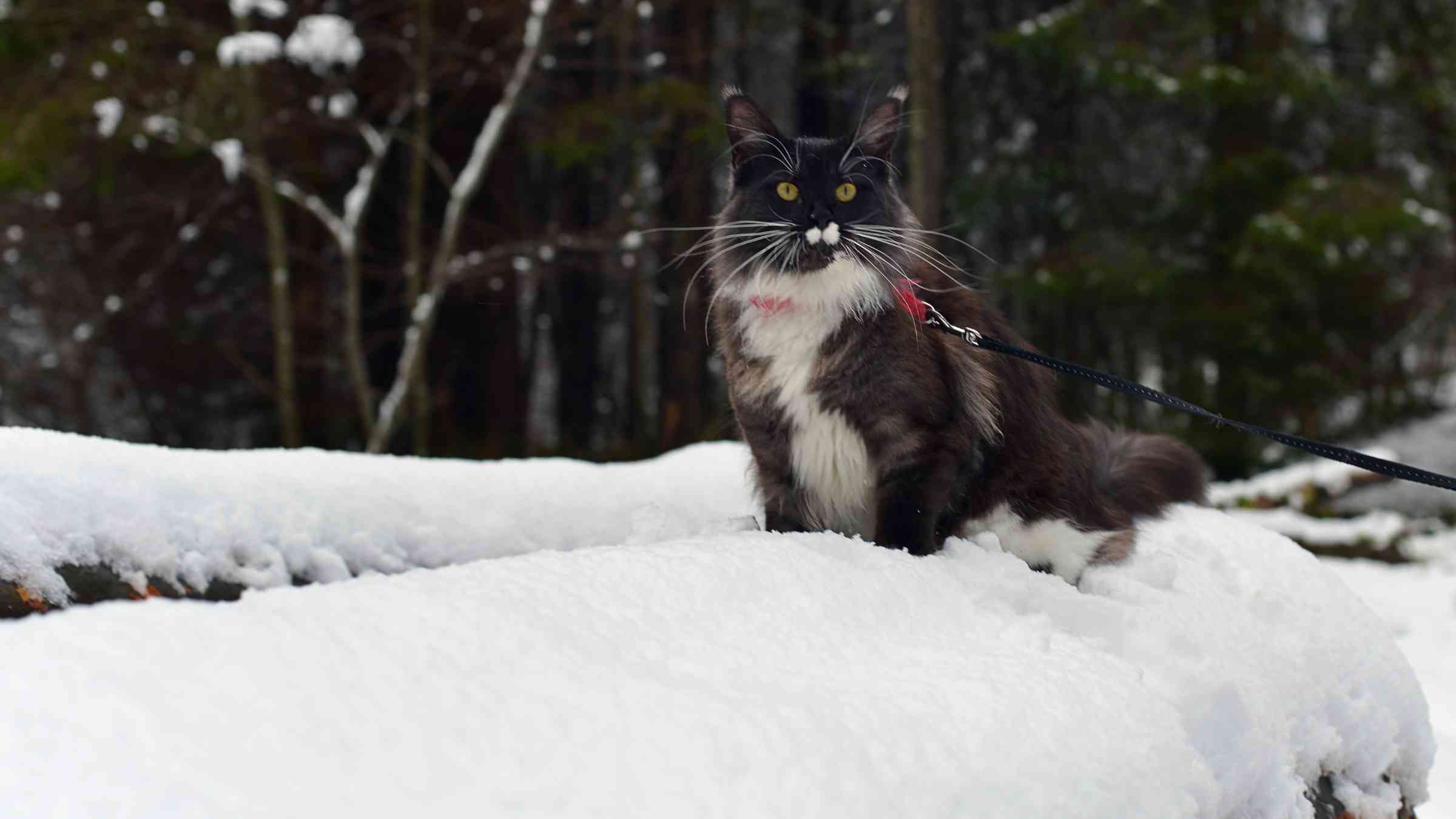 8 Cat Breeds That Love Winter β SoyKitty