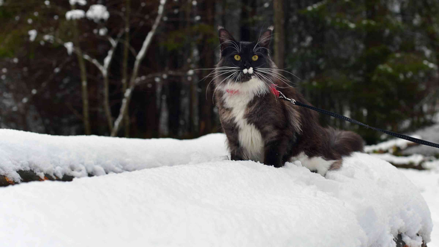 8 Cat Breeds That Love Winter - Black & white Maine Coon cat outside in the snow