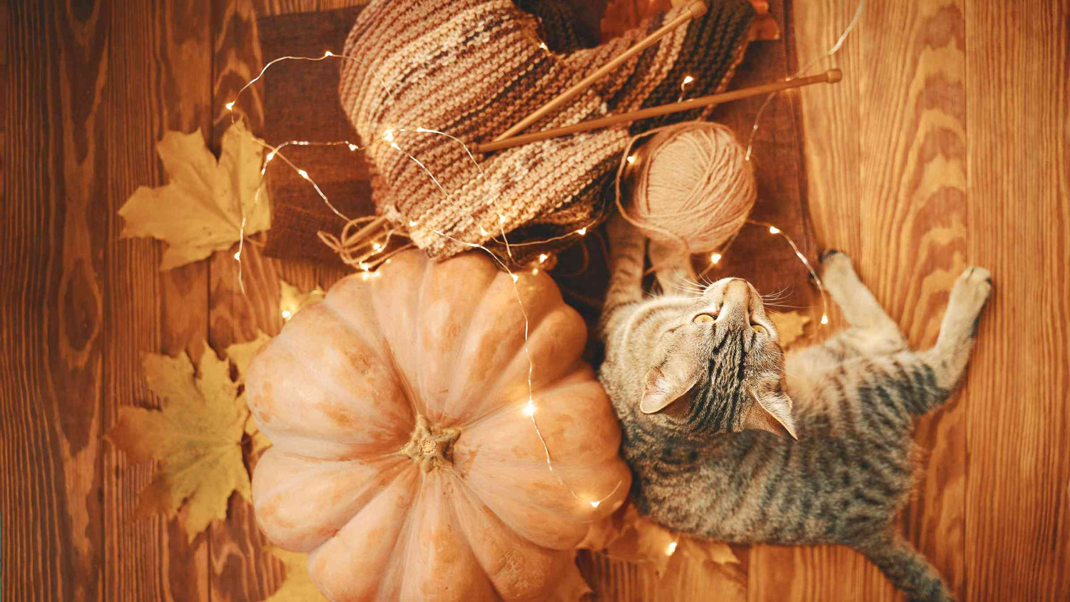 8 Reasons to be thankful for the cats in your life - grey tabby cat laying next to fall decor like pumpkins, leaves, and lights