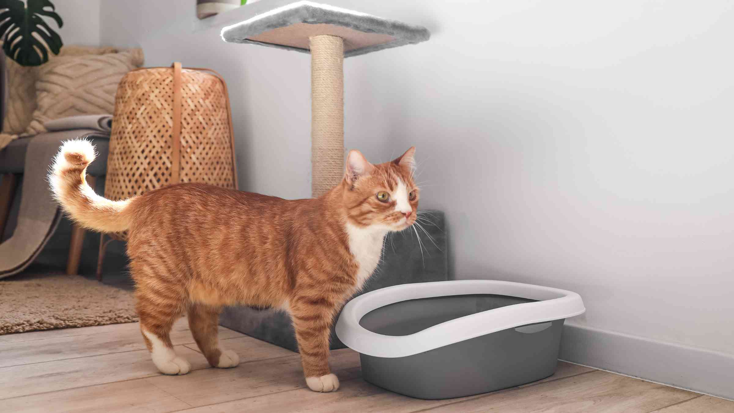 Reduce Your Cat’s Litter Box Odor in 5 Simple Steps