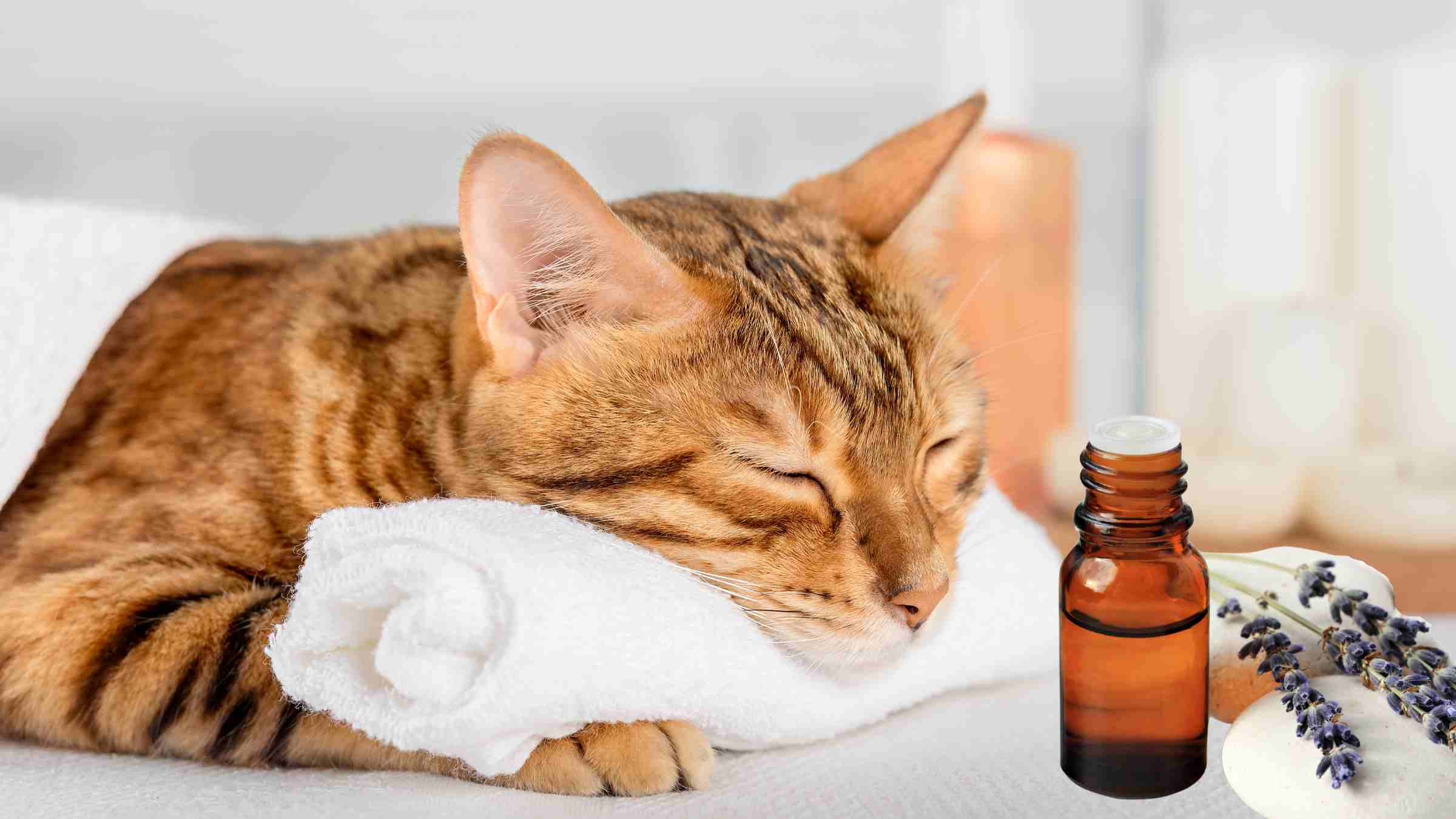 Relaxed tabby cat resting on a soft towel next to a bottle of lavender essential oil—DIY cat anxiety remedy using natural calming spray.