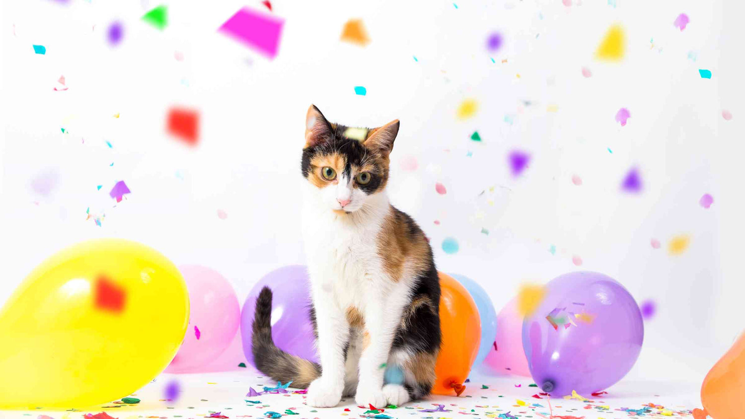 How to Celebrate National Cat Day - Cat with balloons and streamers