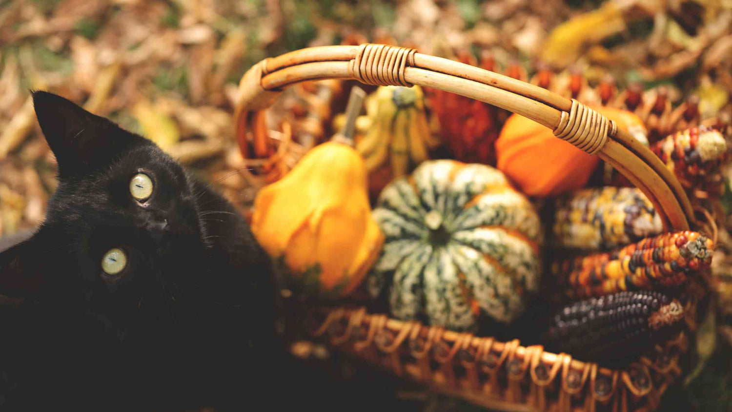How to Prepare Your Cat for the Holidays - Black cat sitting by a festive fall basket