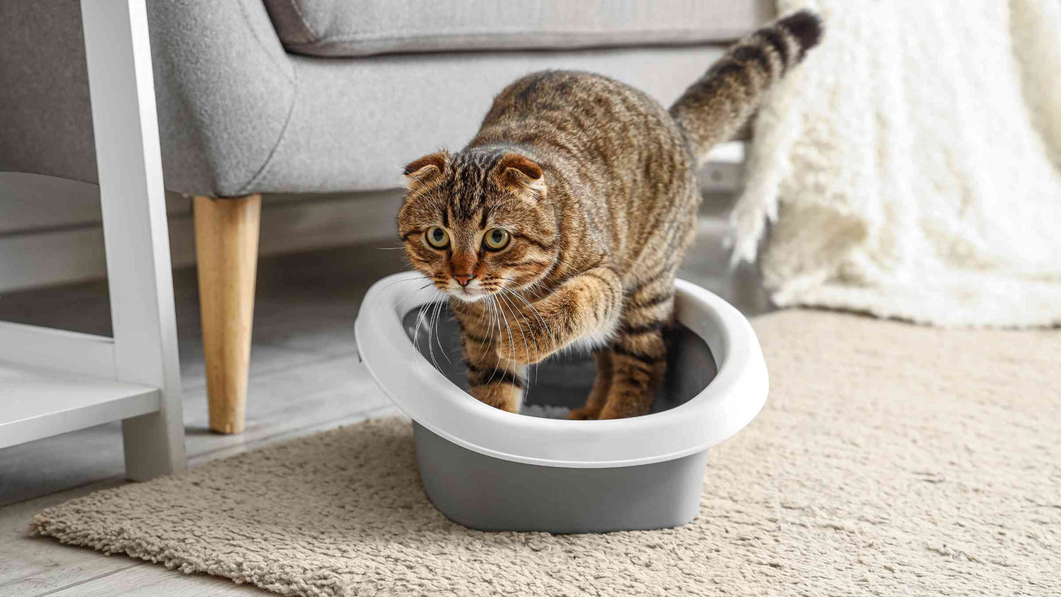 What’s the Deal with Cat Litter Odor and What Can You Do About It? Cat walking out of litter box.