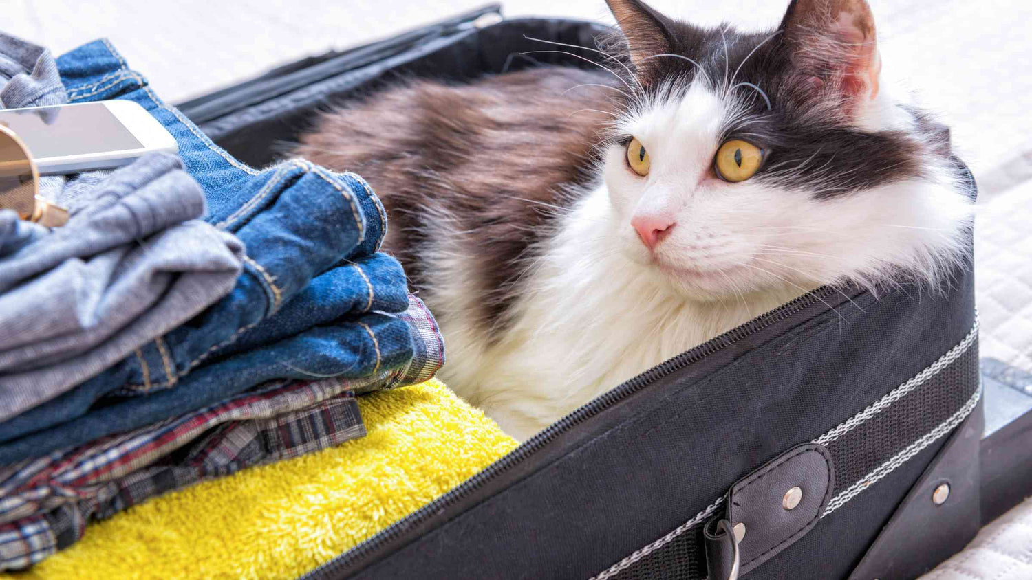Cat sitting in a suitcase
