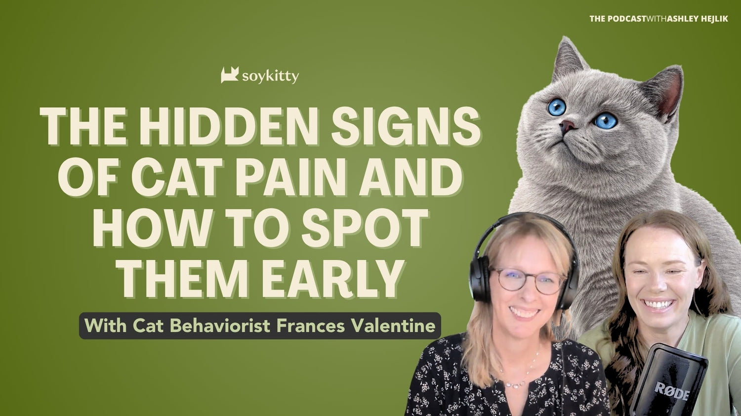 The Hidden Signs of Cat Pain And How to Spot Them Early With Cat Behaviorist Frances Valentine
