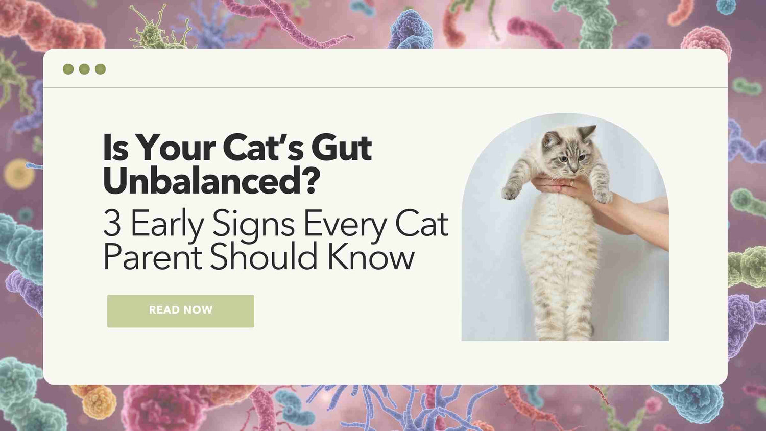 3 signs your cat's gut is unbalanced