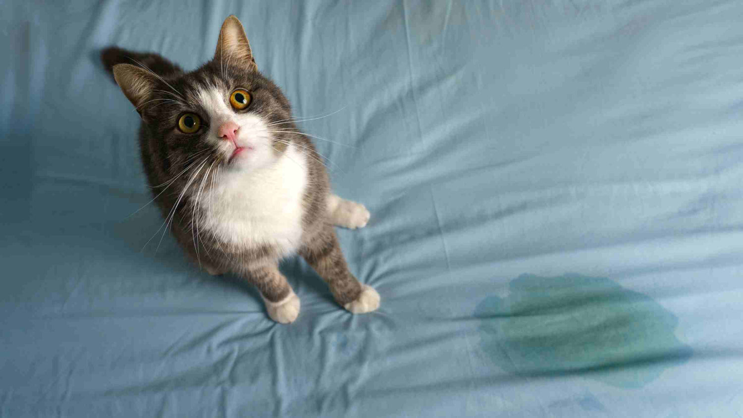 Grey and white cat looking up with a guilty expression next to a wet spot on a blue bed sheet, illustrating issues with cat urination outside the litter box.