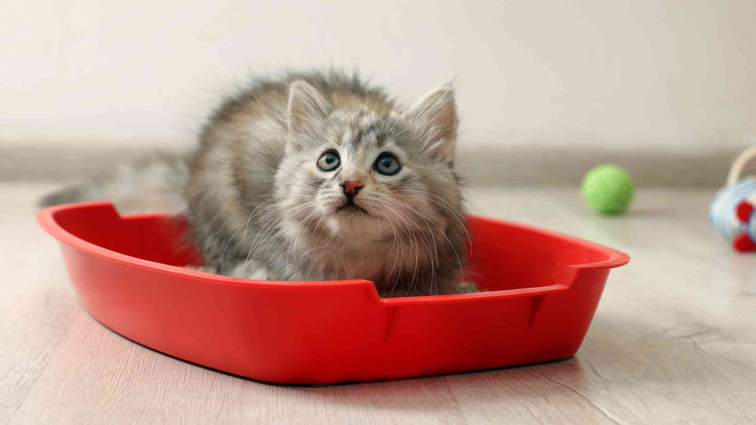 Why Do Cats Sit, Sleep, or Play in the Litter Box?