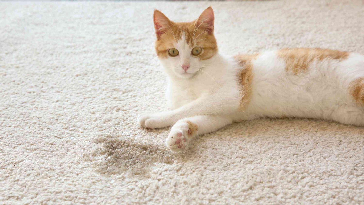 Why Is Your Cat Urinating or Pooping Outside the Box (white and orange cat laying on carpet with an accident)