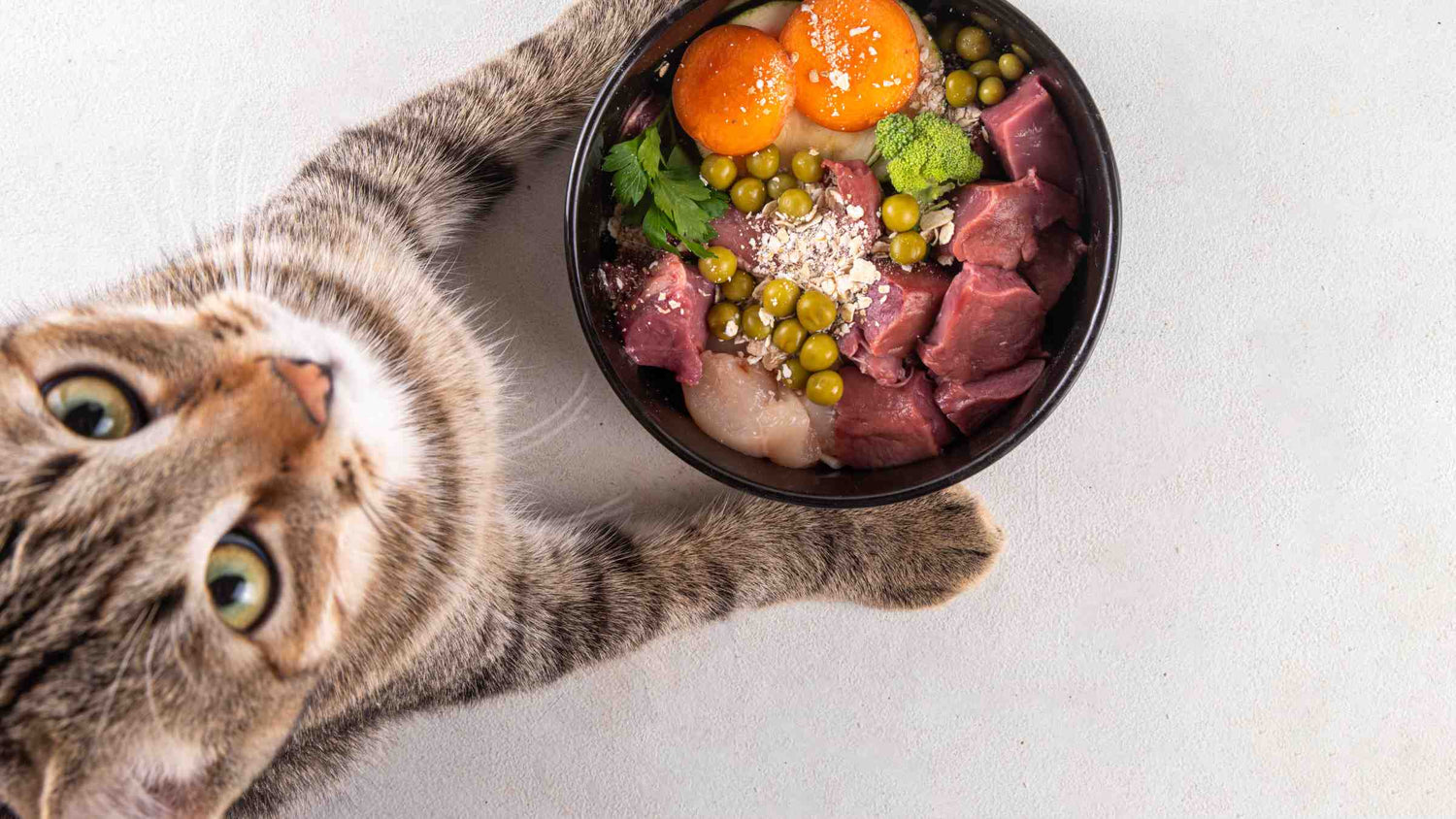 Tabby cat inspecting a bowl of raw food formulated for kidney health, ideal for holistic treatments supporting cats with CKD