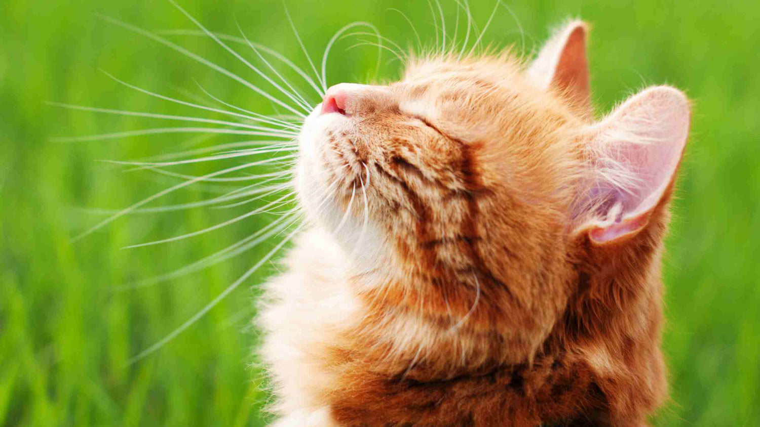 Orange cat enjoying the calm of being outside in the sun and grass, embodying a holistic lifestyle.