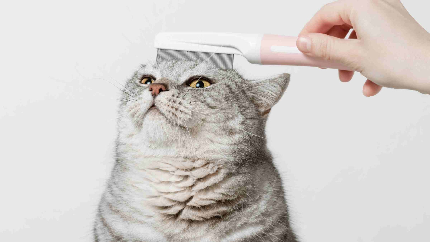 Close-up of a grey cat being groomed with a white comb, focusing on cat grooming care.