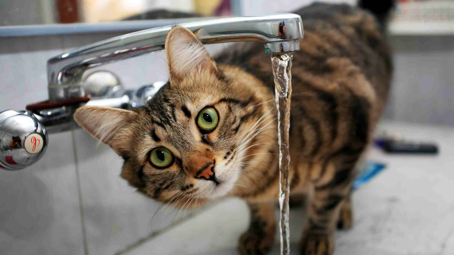 Tabby cat drinking from a running faucet, illustrating practical cat hydration tips for summer.