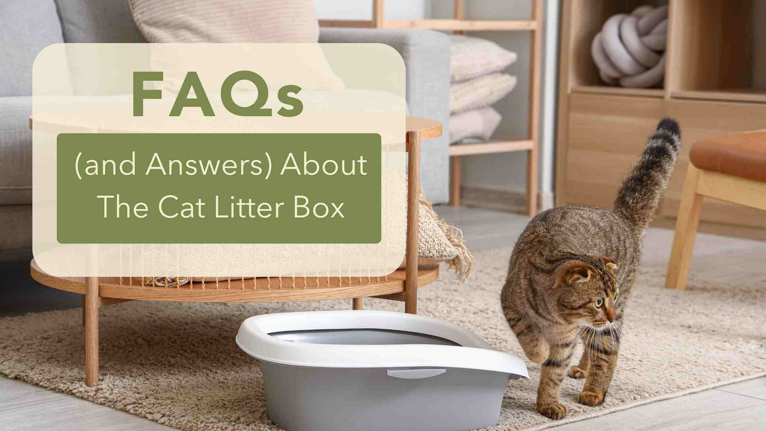 FAQs about The Cat Litter Box text overlay with a cat walking past a litter box in a cozy living room setting