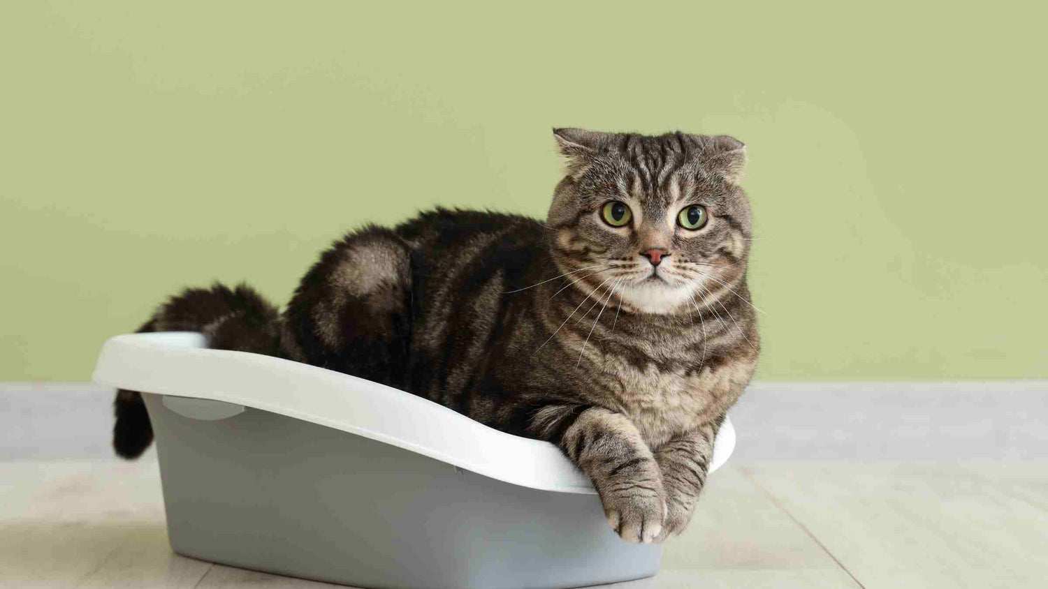 Cat sitting in a clean, odor-free litter box—top cat litter box hacks for a fresher home.