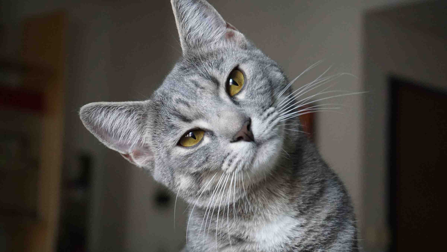 Which Cat Breed is Best for You? Curious gray cat with striking yellow eyes tilting its head indoors