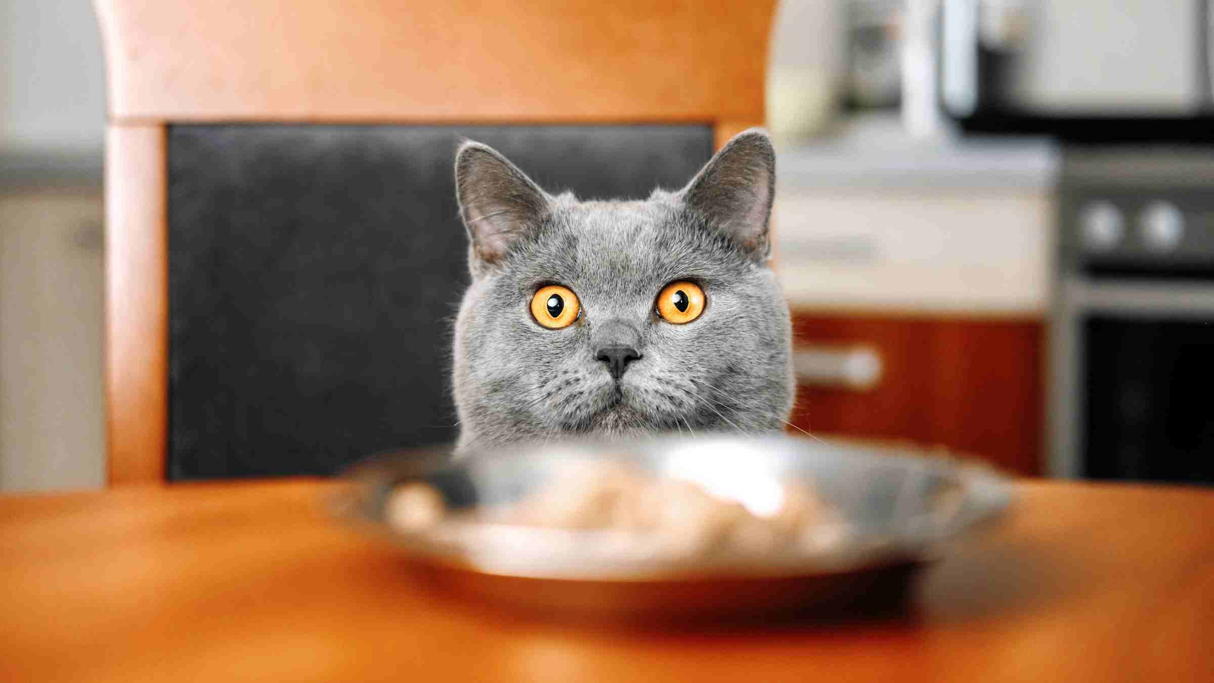 Grey cat sitting at a table looking at a plate of raw food. How a cat’s diet effects litter box odor.