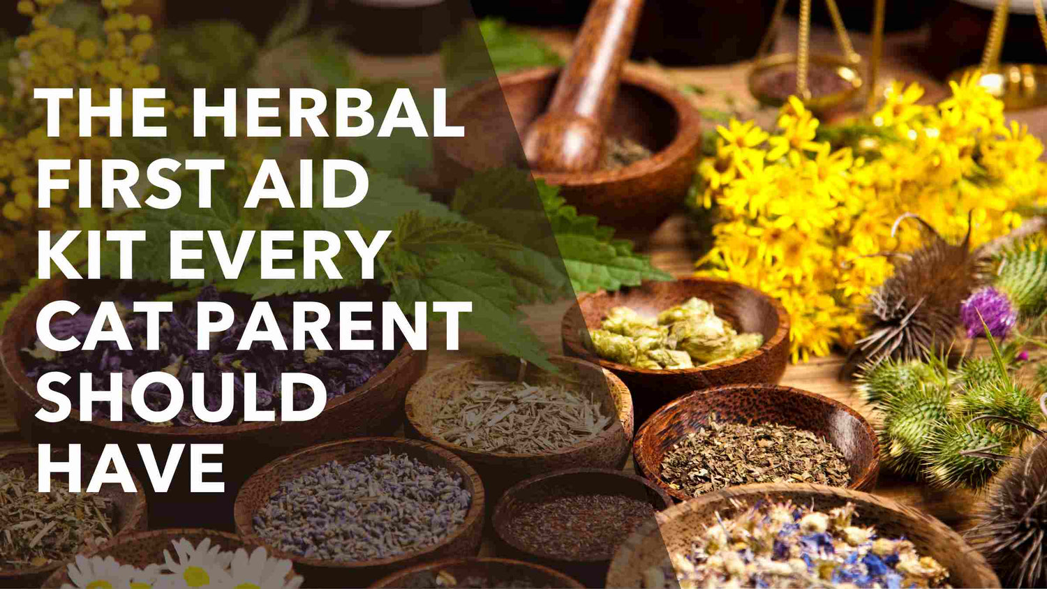 The herbal first aid kit every cat parent should have. 