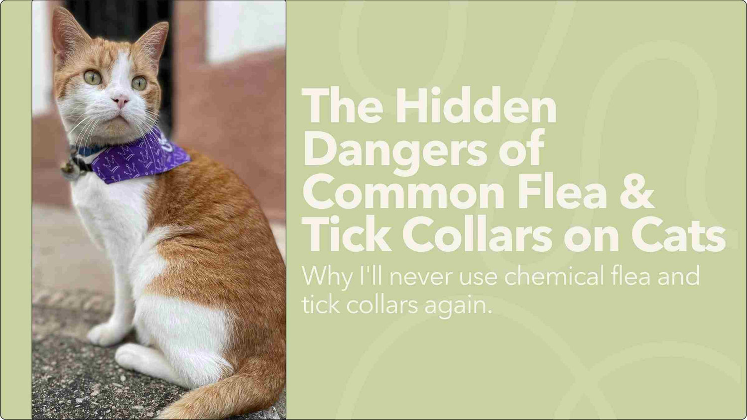 The Hidden Dangers of Common Flea & Tick Collars on Cats
